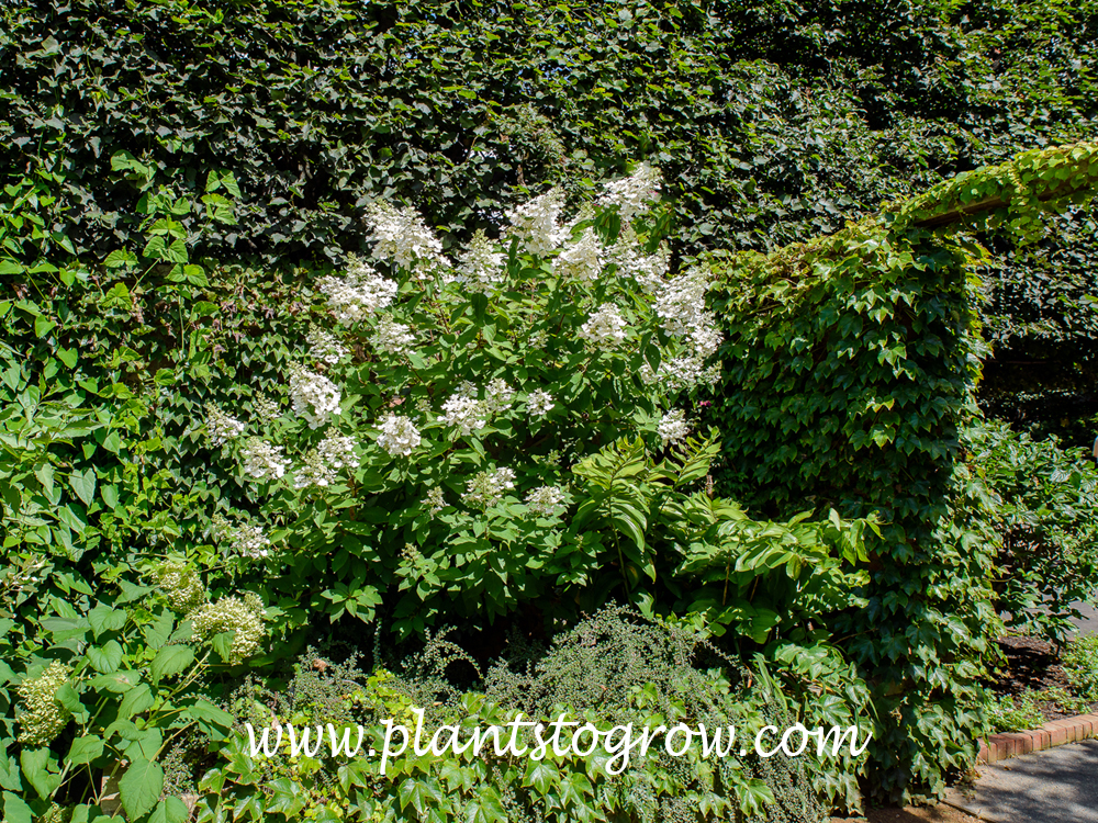 Unique Hydrangea (Hydrangea paniculata)
A standard form of this Hydrangea cultivar